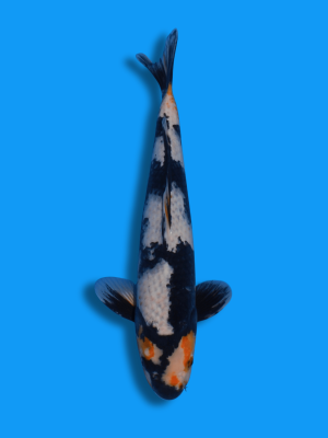 Unique Kage Beni Shiro Utsuri | Koi&Co.